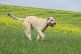IRISH WOLFHOUND 011